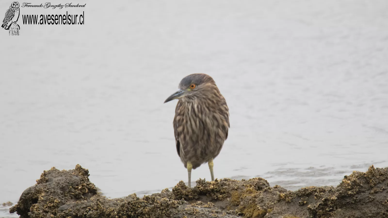 Huairavo - Nycticorax nycticorax (Linnaeus) 1758