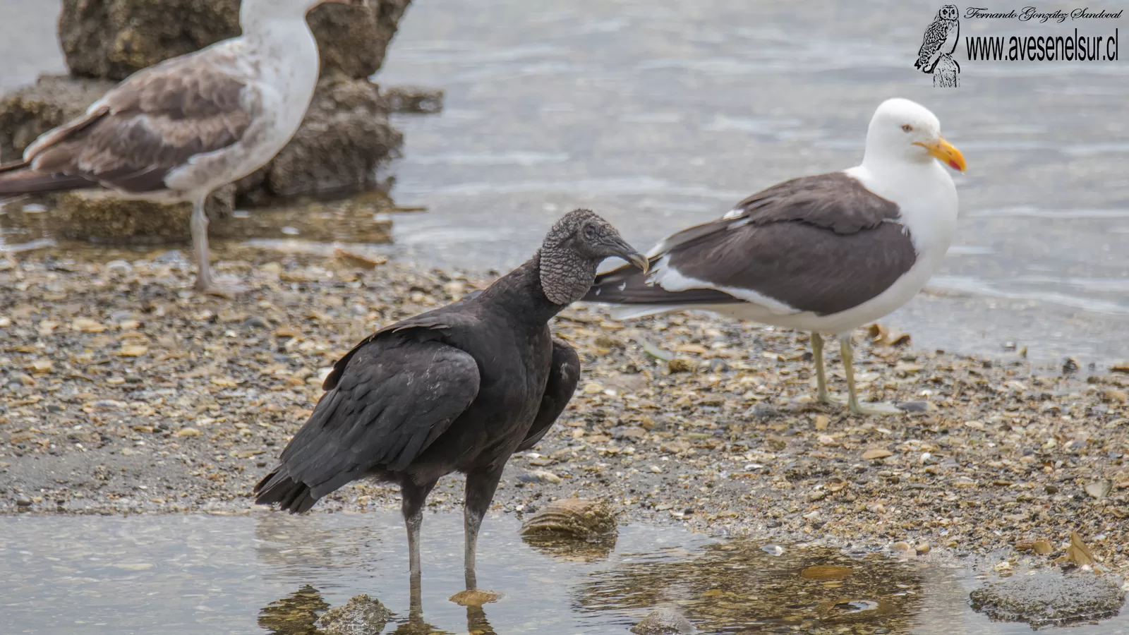 Jote de cabeza negra - Coragyps atratus (Bechstein) 1793