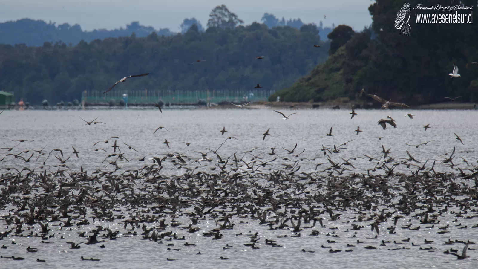 Fardela negra - Ardenna grisea (Gmelin) 1789