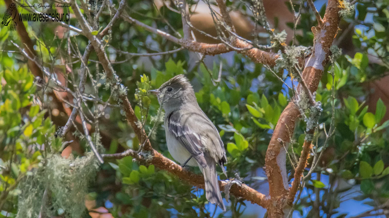 Fío-fío - Elaenia albiceps Hellmayr 1927