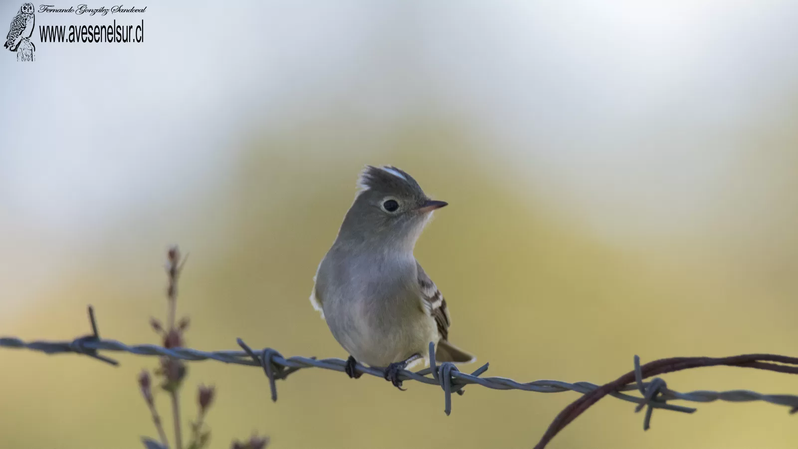 Fío-fío - Elaenia albiceps Hellmayr 1927