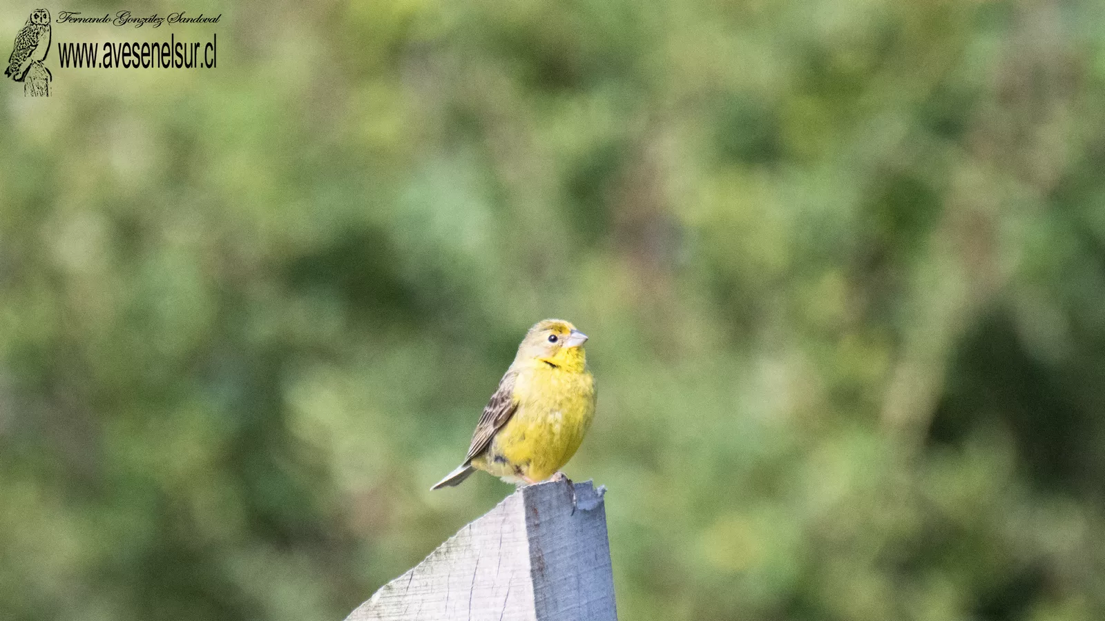 Chirihue - Sicalis luteola (Sparrman) 1789