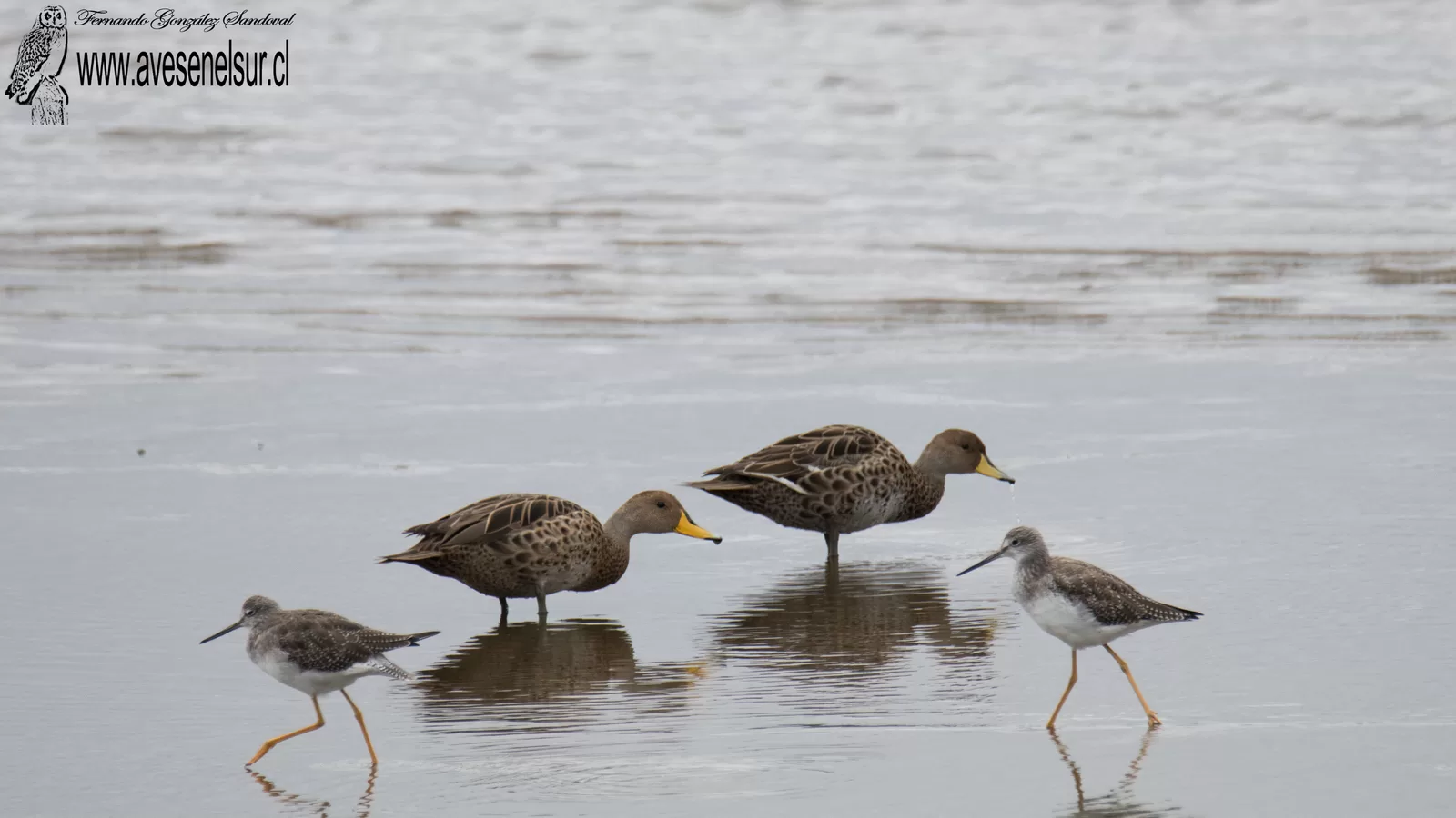 Pato jergón grande - Anas georgica Gmelin 1789