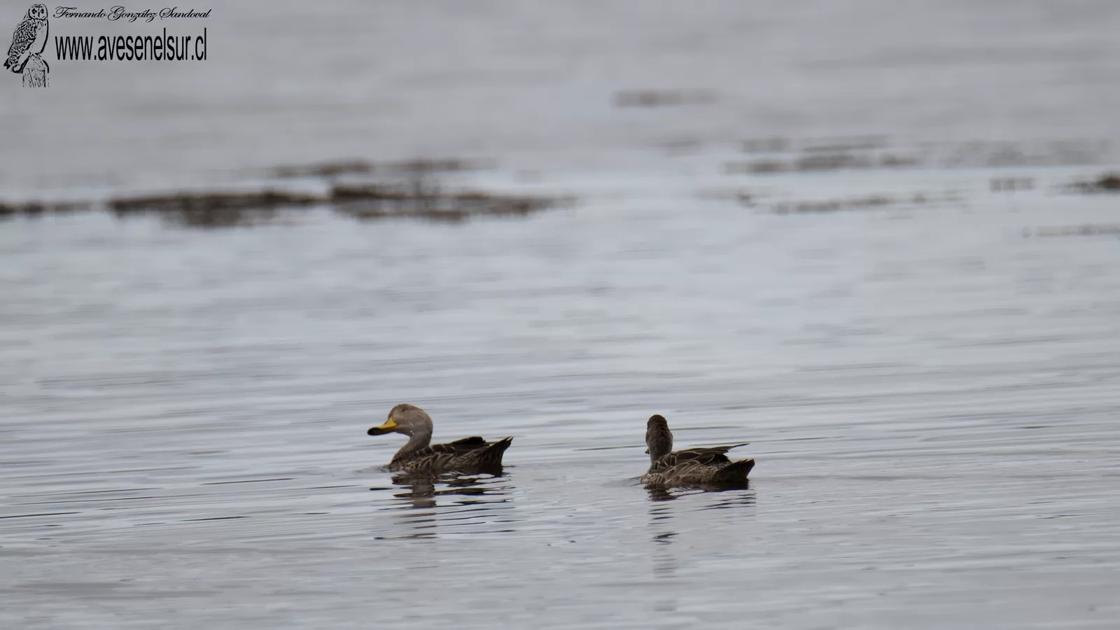 Pato jergón grande - Anas georgica Gmelin 1789