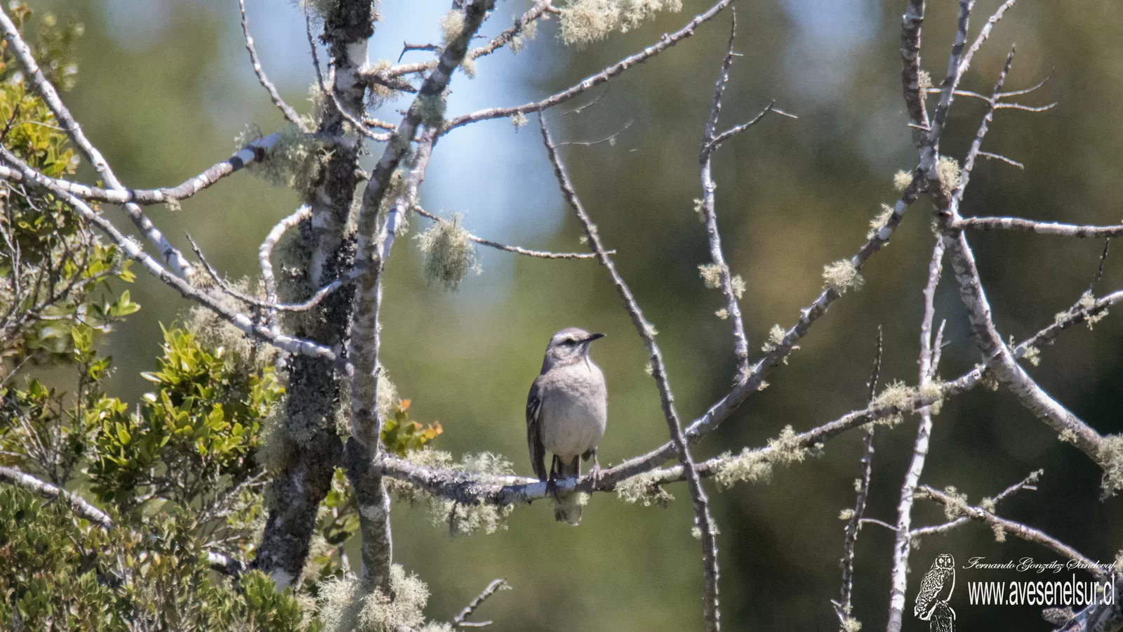 Tenca - Mimus thenca (Molina) 1782