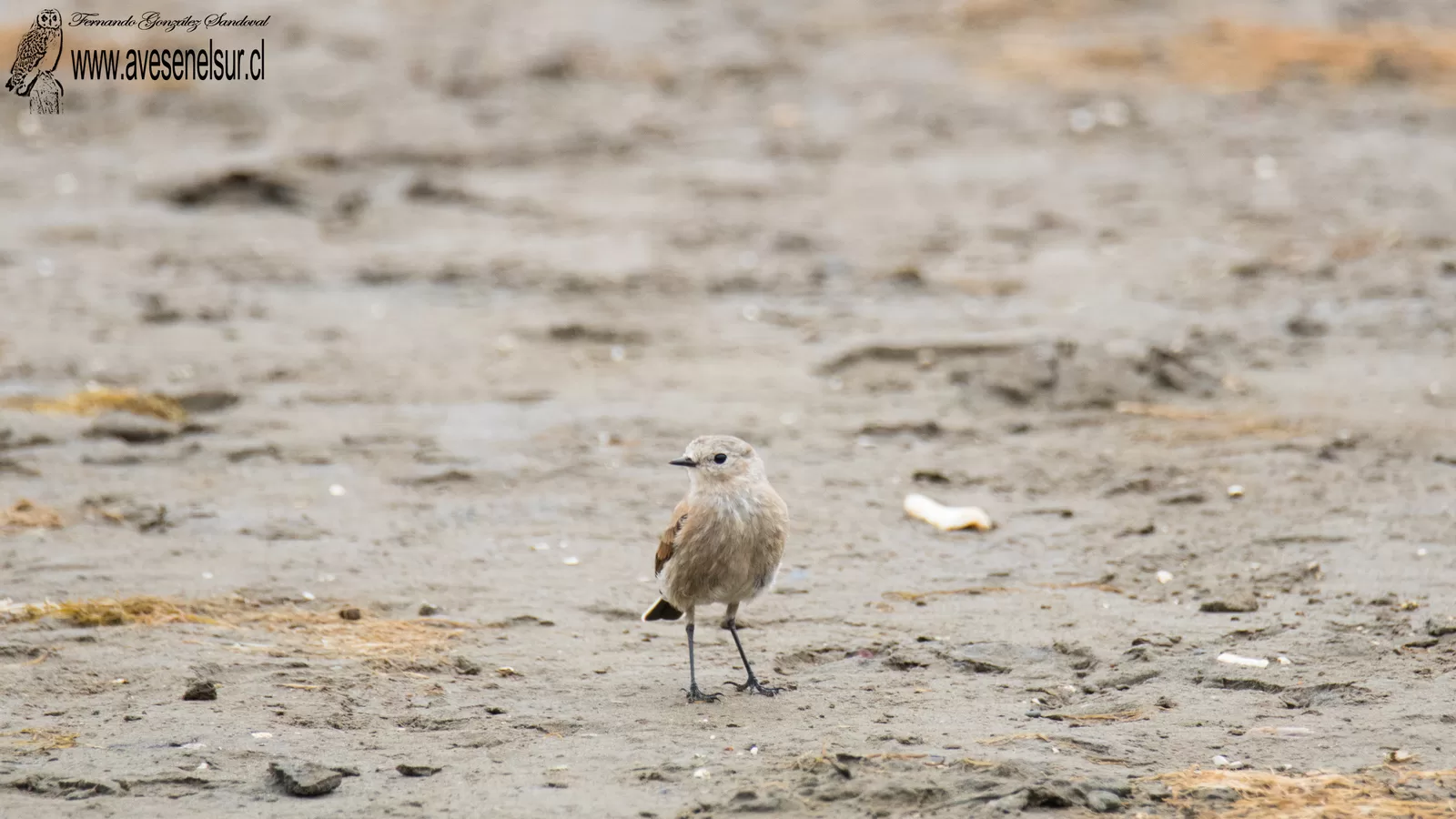Colegial - Lessonia rufa (Gmelin) 1789