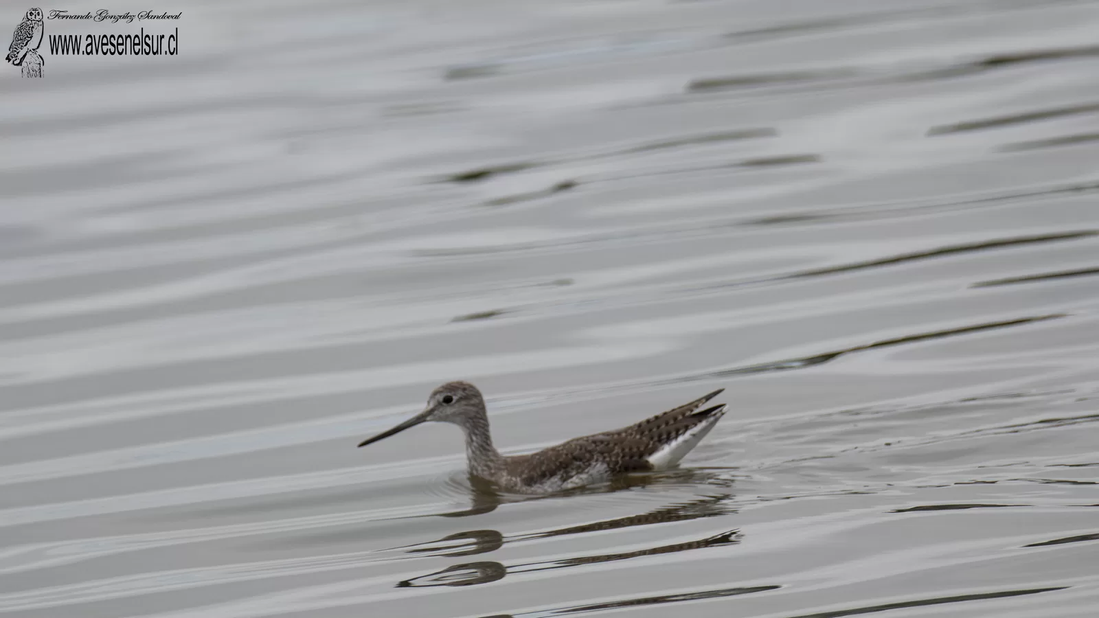 Pitotoy grande - Tringa melanoleuca (Gmelin) 1789