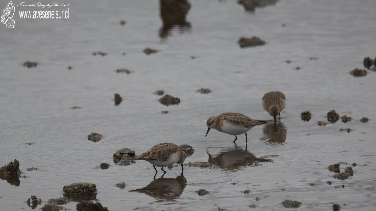 Playero de Baird - Calidris bairdii (Coues) 1861