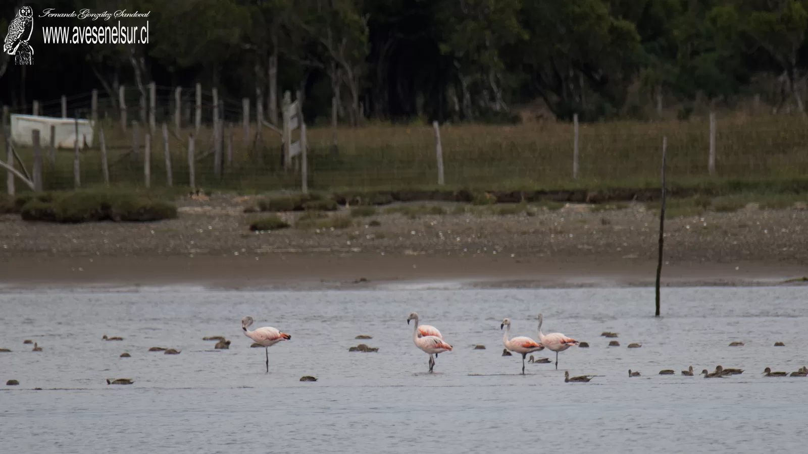 Flamenco chileno - Phoenicopterus chilensis Molina 1782