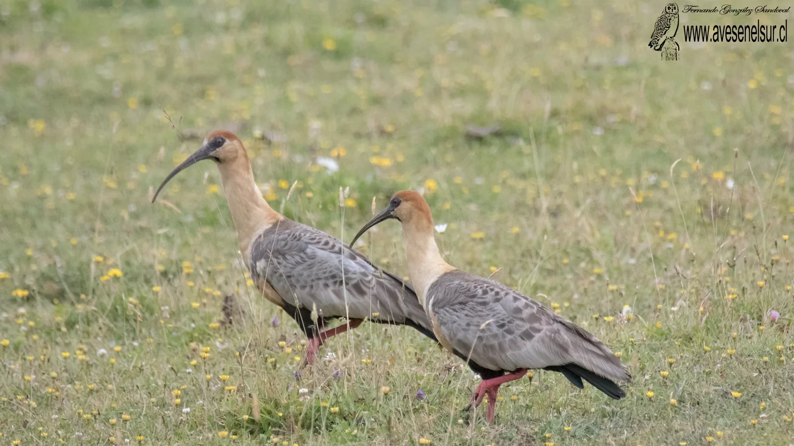 Bandurria - Theristicus melanopis (Gmelin) 1789