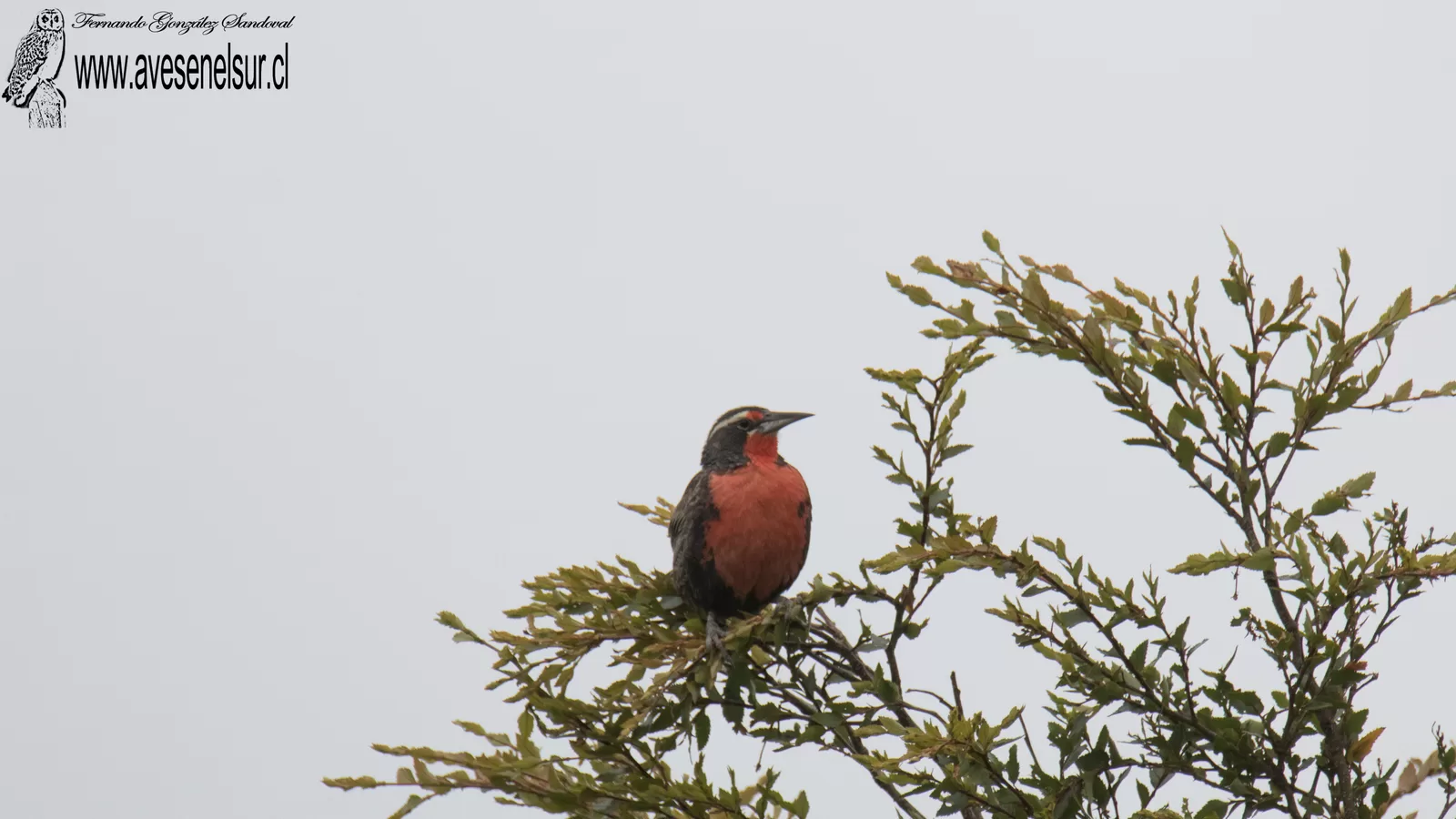 Loica - Leistes loyca (Molina) 1782