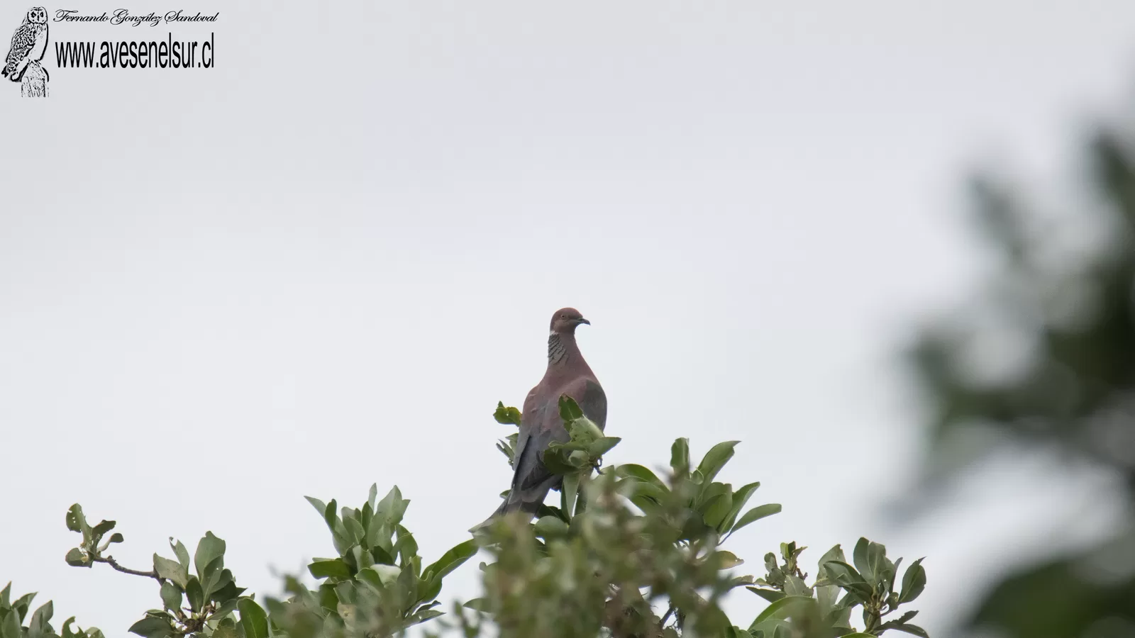 Torcaza - Patagioenas araucana (Lesson & Garnot) 1827