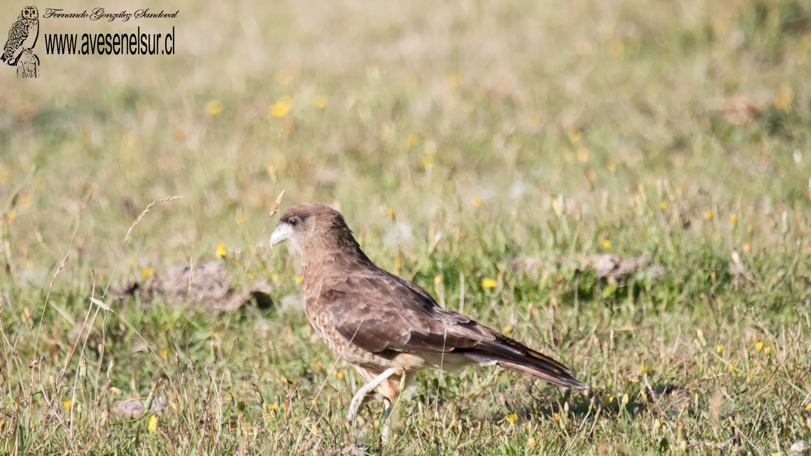Tiuque - Daptrius chimango (Vieillot) 1816