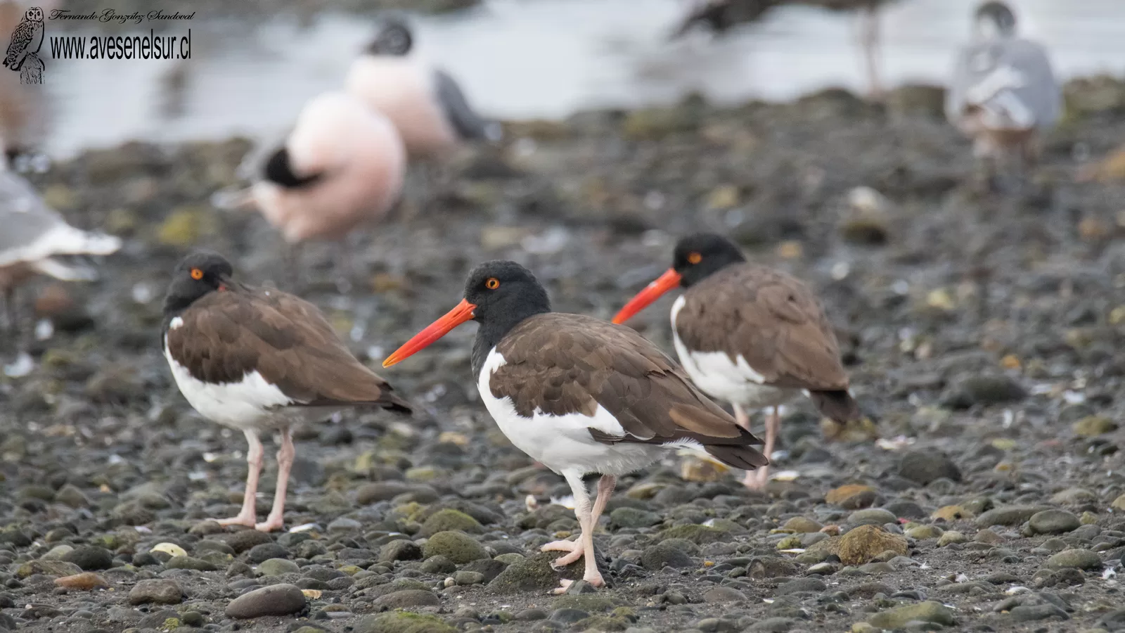 Pilpilén - Haematopus palliatus Temminck 1820