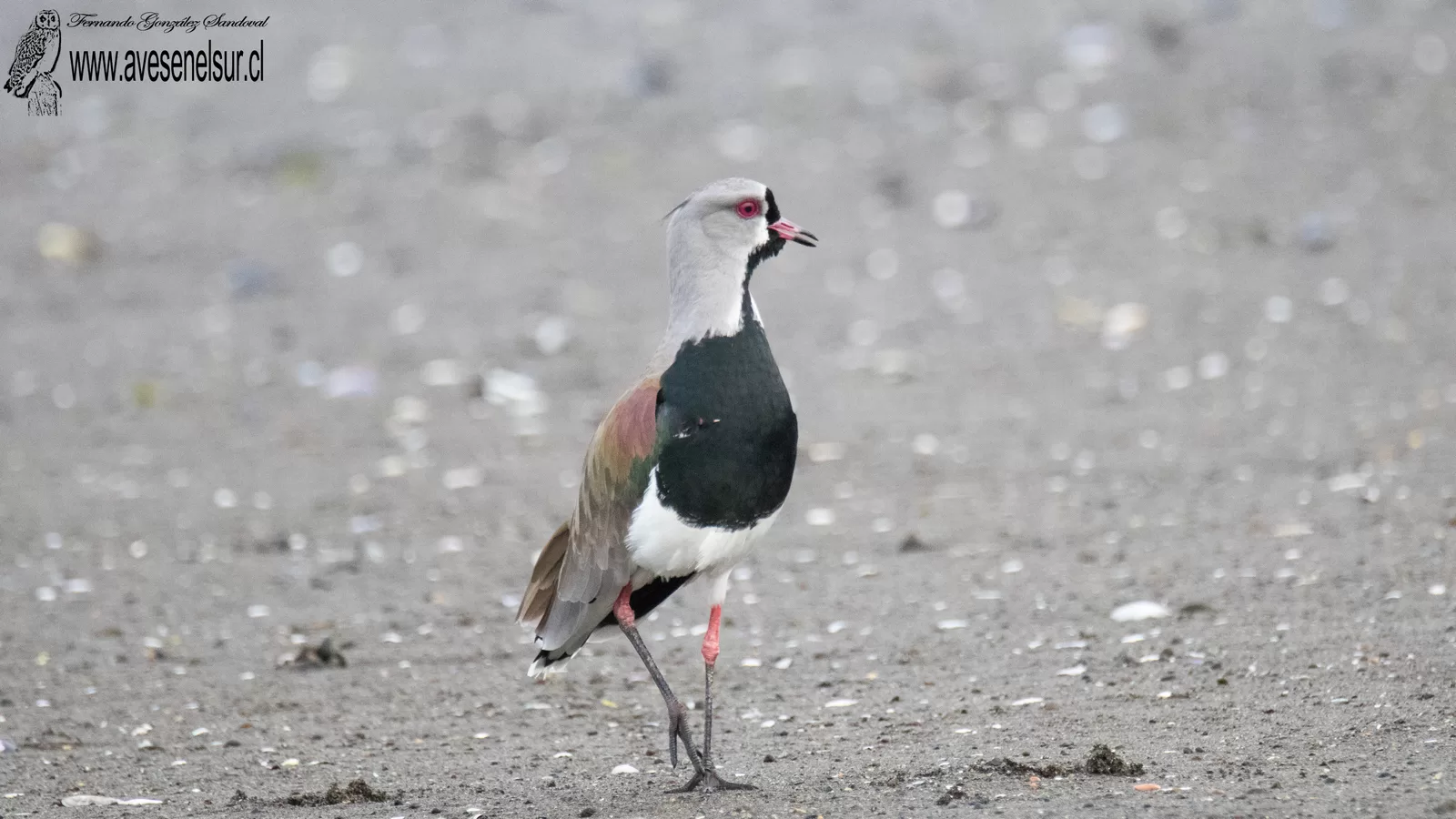Queltehue - Vanellus chilensis chilensis (Molina) 1782