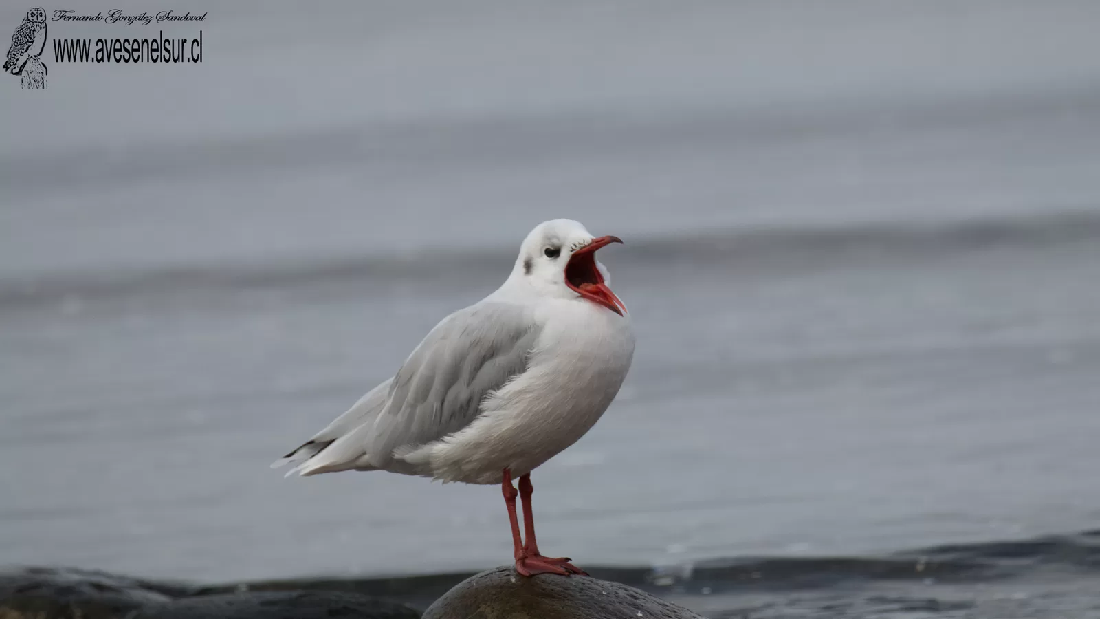 Cáhuil - Chroicocephalus maculipennis (Lichtenstein) 1823