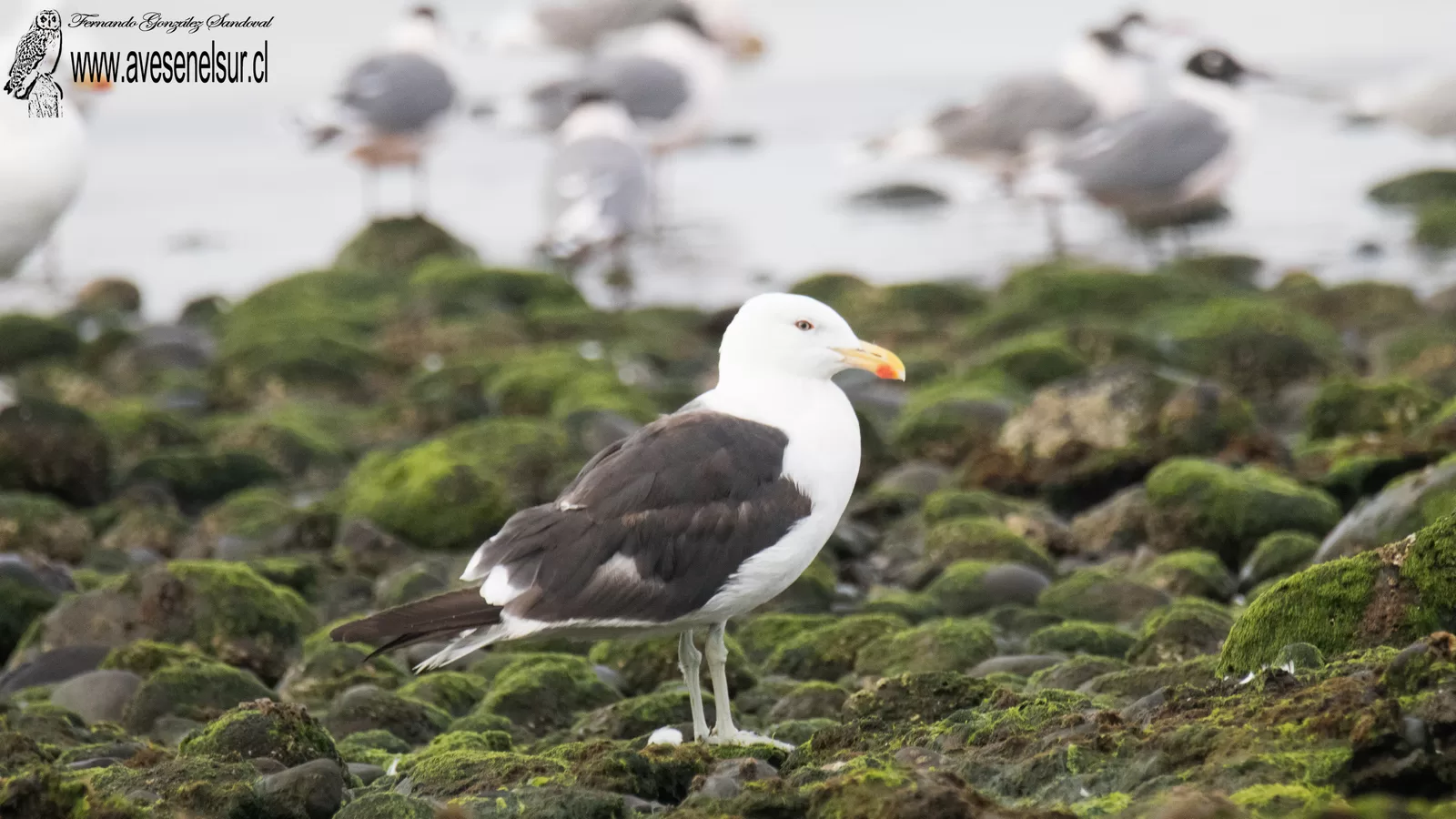 Gaviota dominicana - Larus dominicanus Lichtenstein 1823