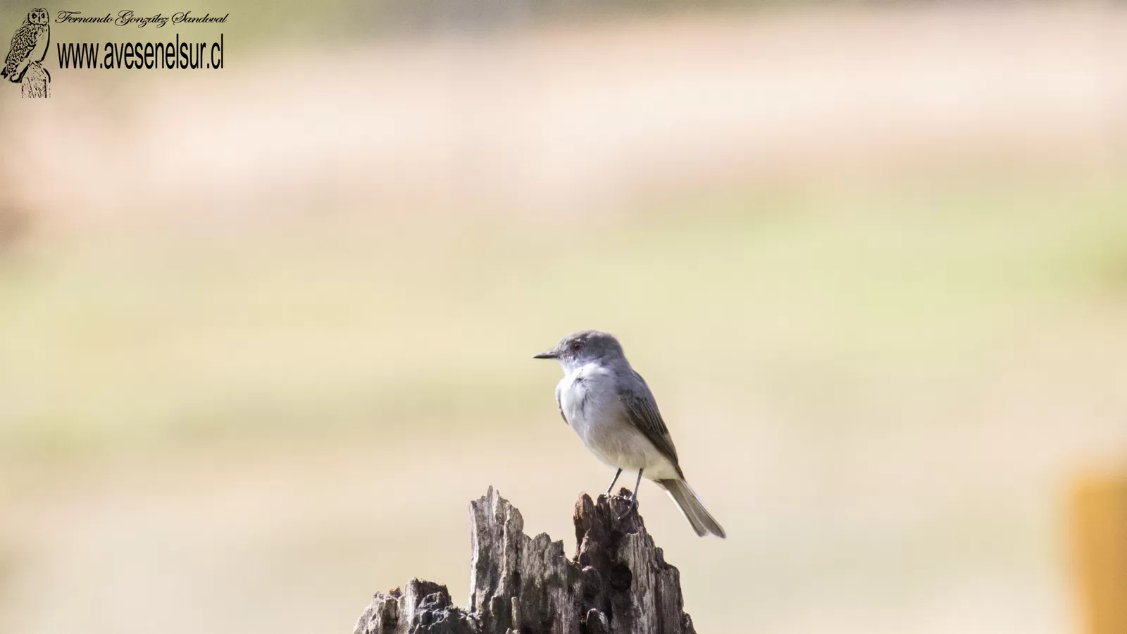 Diucón - Pyrope pyrope (Kittlitz) 1830