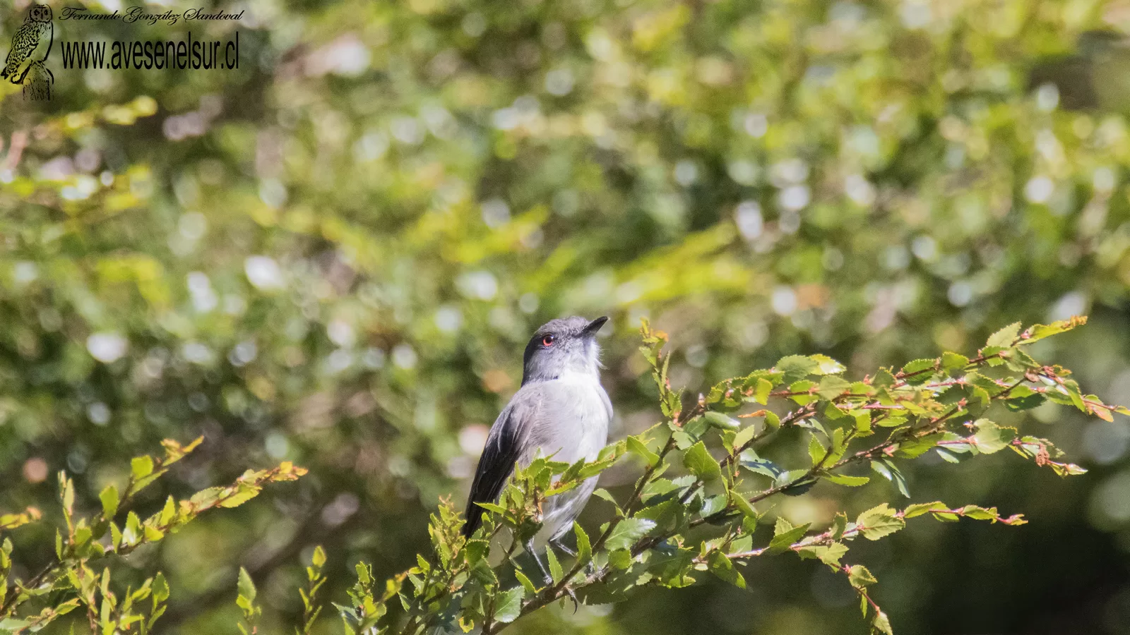 Diucón - Pyrope pyrope (Kittlitz) 1830