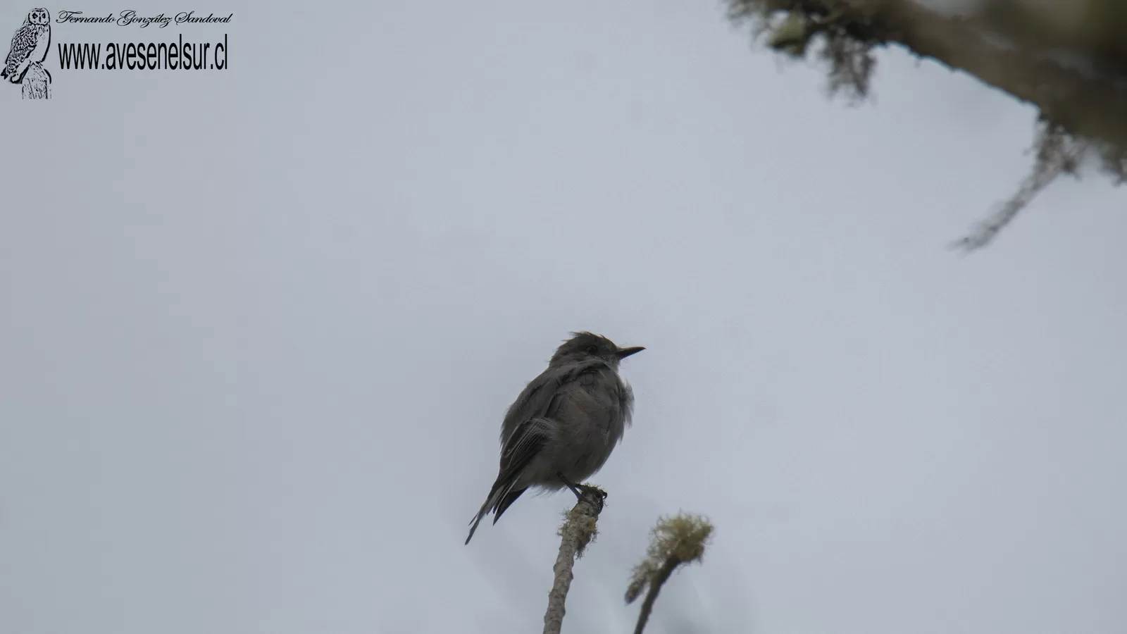 Diucón - Pyrope pyrope (Kittlitz) 1830