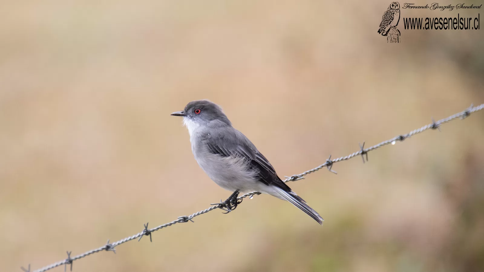 Diucón - Pyrope pyrope (Kittlitz) 1830