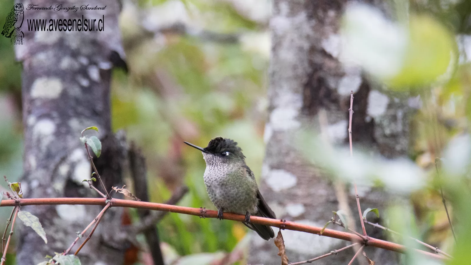 Picaflor - Sephanoides sephaniodes (Lesson) 1827
