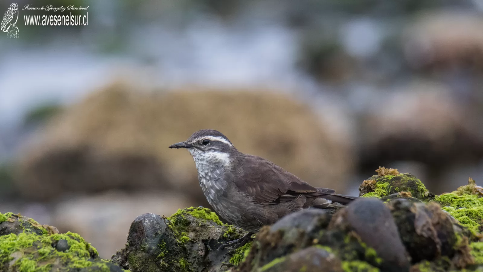 Churrete chico - Cinclodes oustaleti Scott,WED 1900