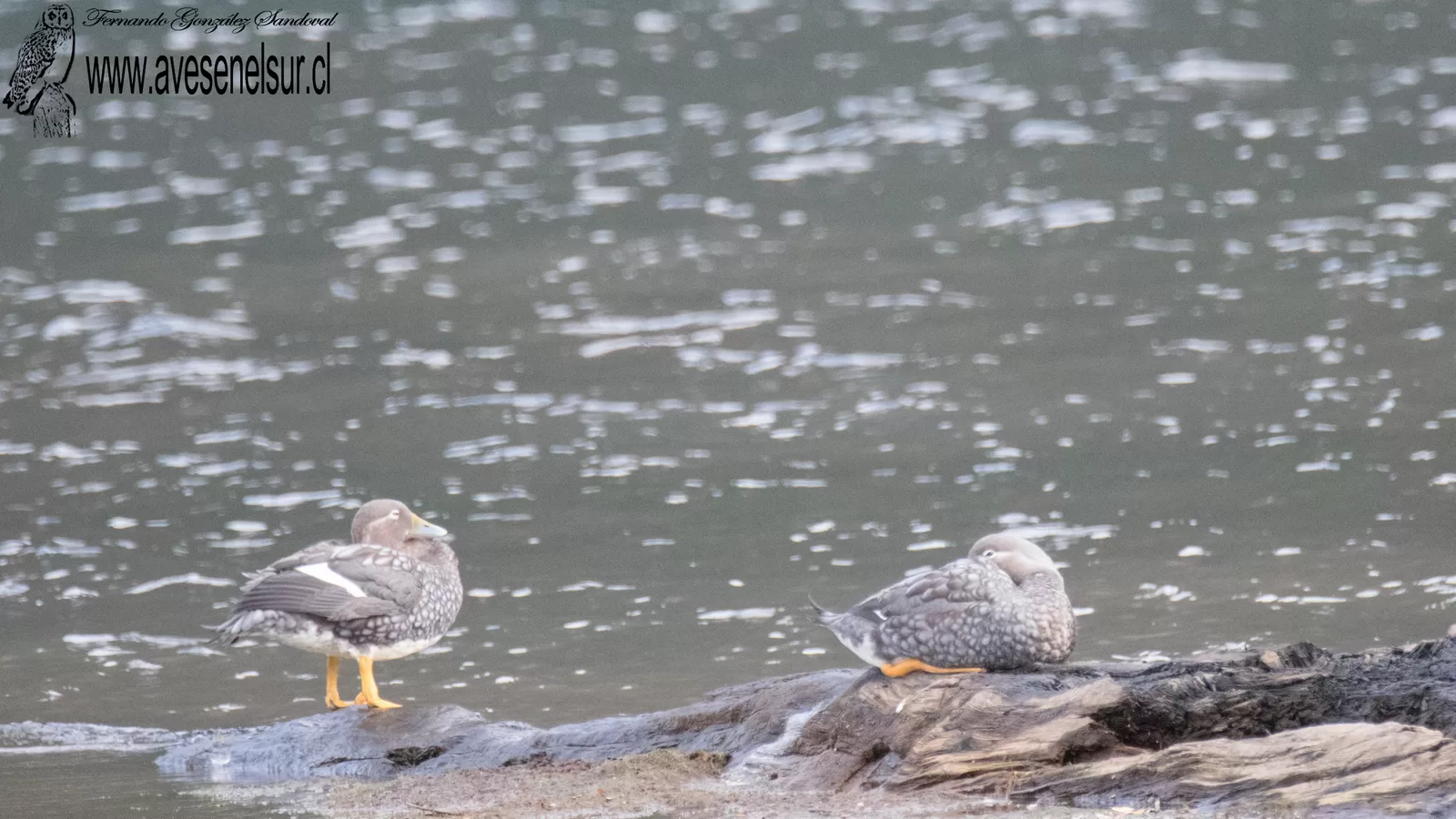 Quetru volador - Tachyeres patachonicus (King) 1831