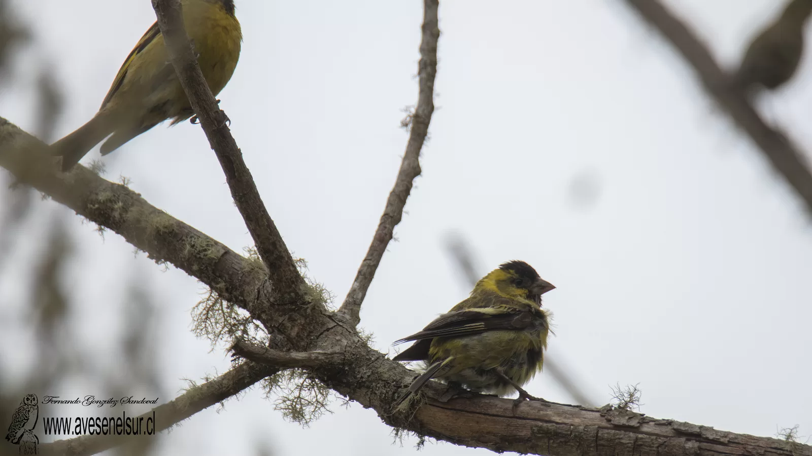 Jilguero - Spinus barbata (Molina) 1782