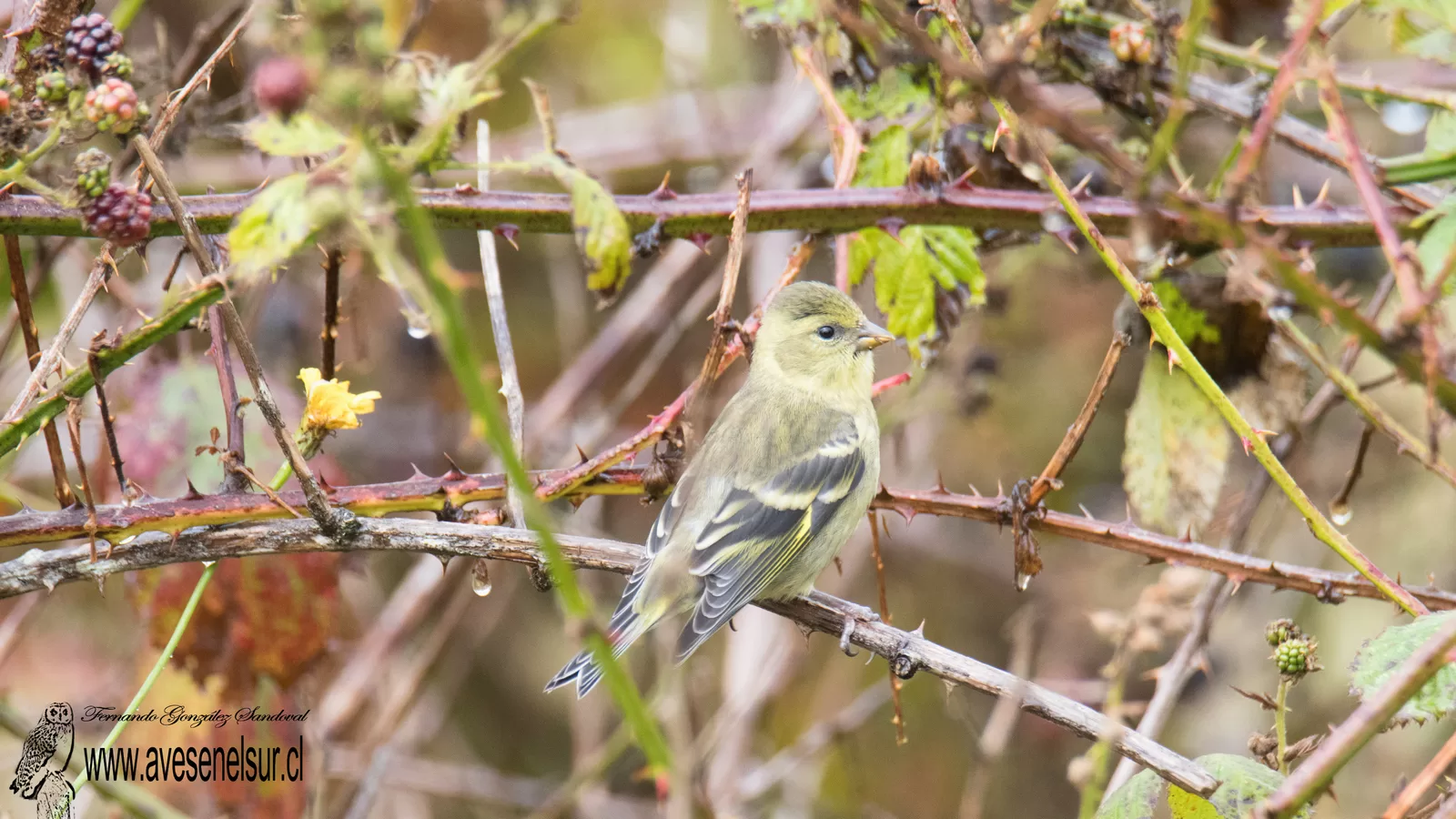 Jilguero - Spinus barbata (Molina) 1782