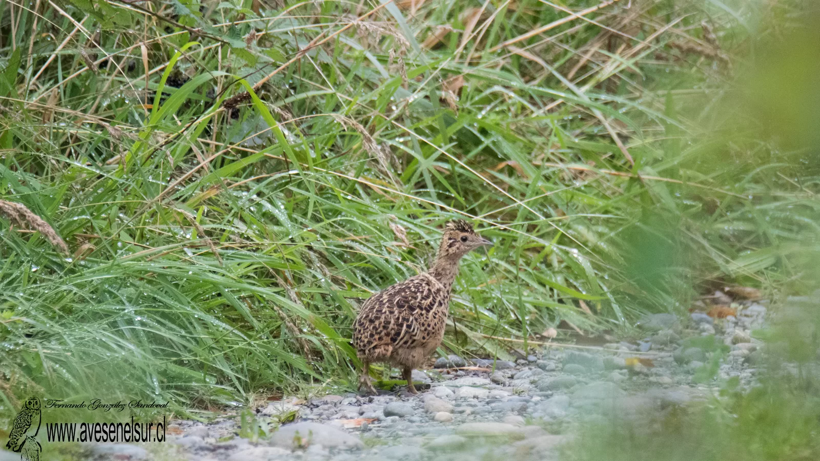 Perdiz - Nothoprocta perdicaria (Kittlitz) 1830
