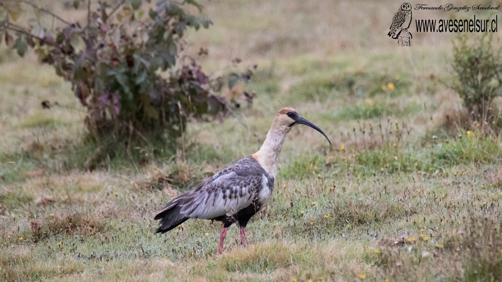 Bandurria - Theristicus melanopis (Gmelin) 1789