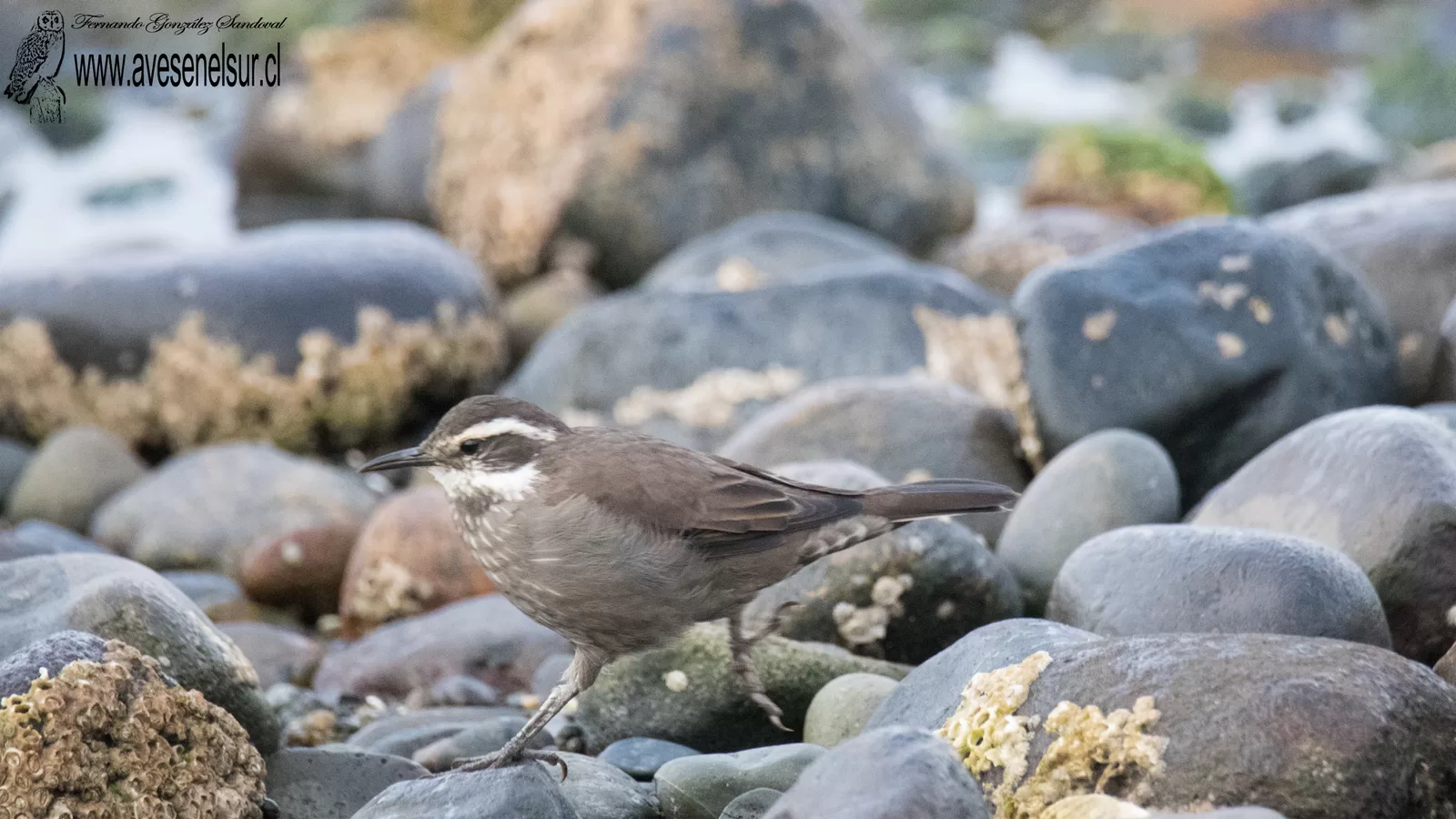 Churrete - Cinclodes patagonicus (Gmelin) 1789