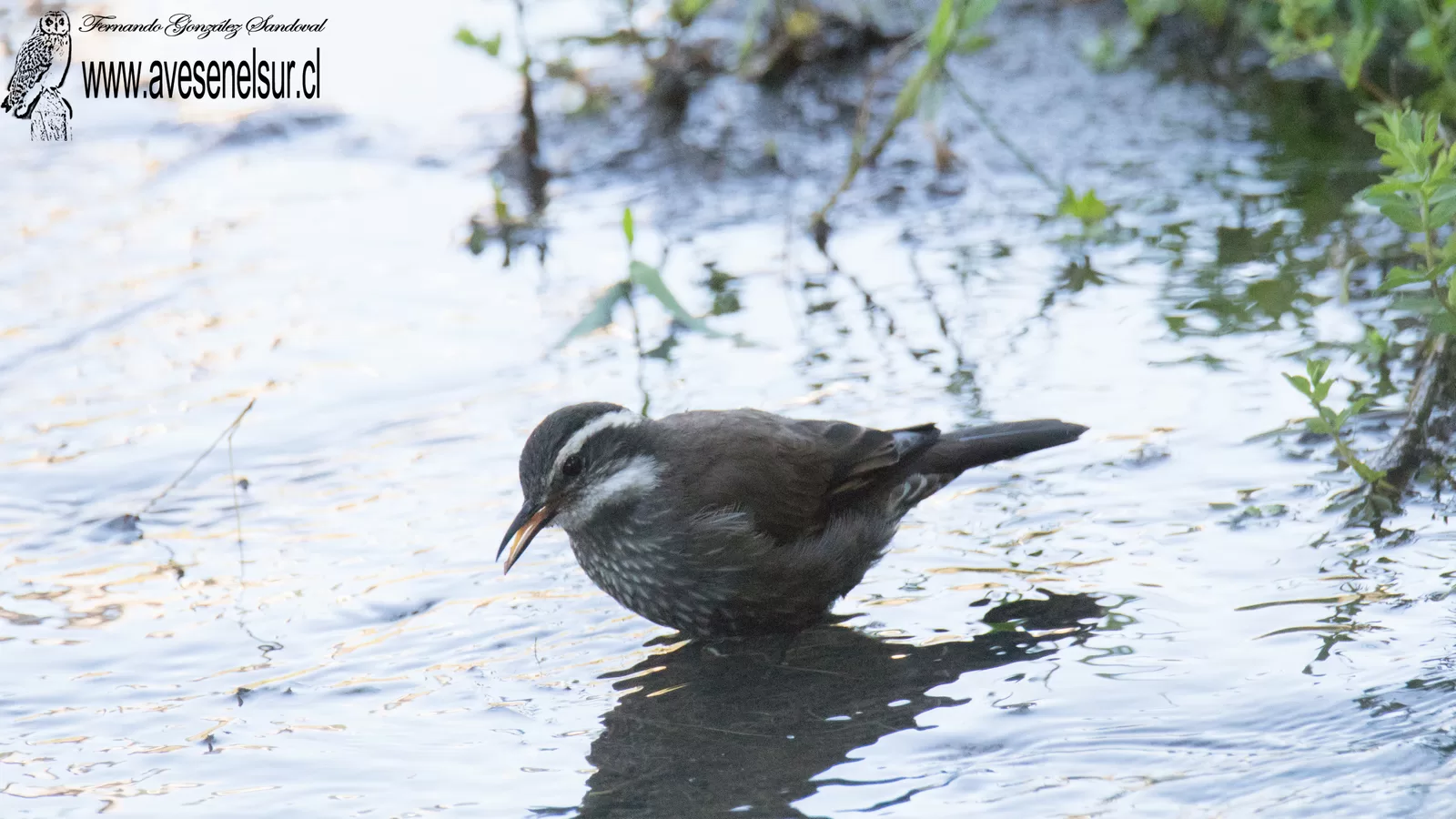 Churrete - Cinclodes patagonicus (Gmelin) 1789