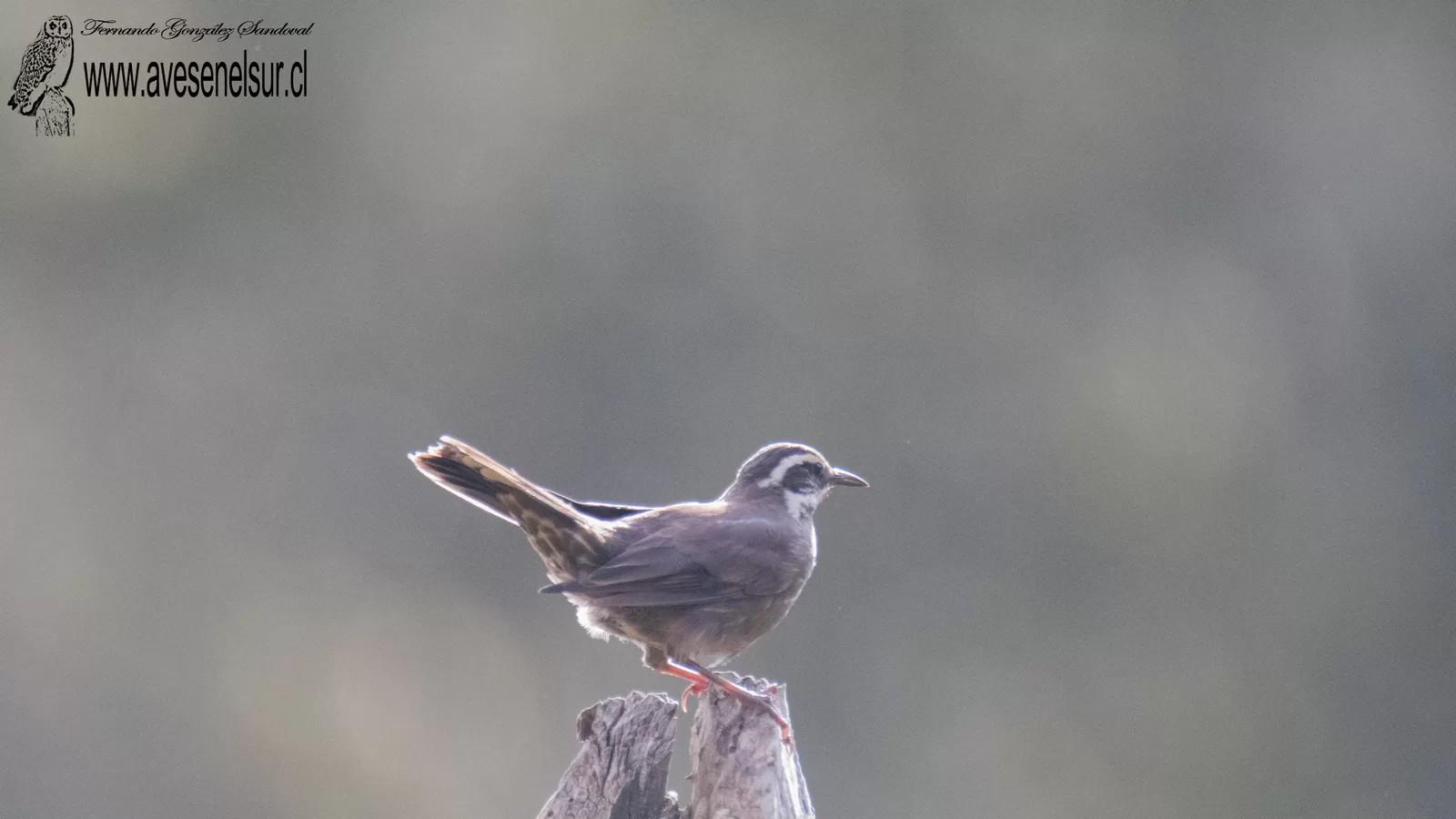 Churrete - Cinclodes patagonicus (Gmelin) 1789