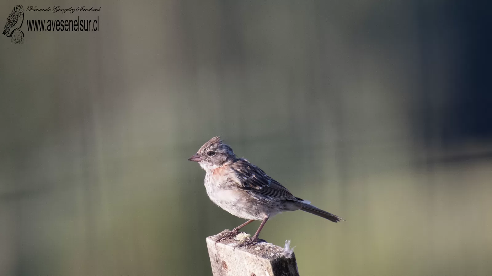 Chincol - Zonotrichia capensis (Muller,PLS) 1776