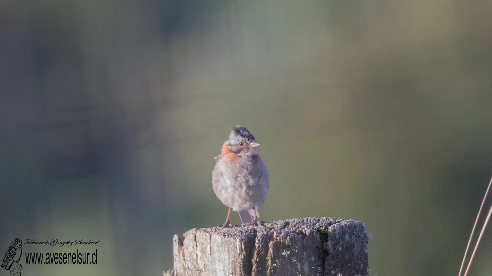 Chincol - Zonotrichia capensis (Muller,PLS) 1776