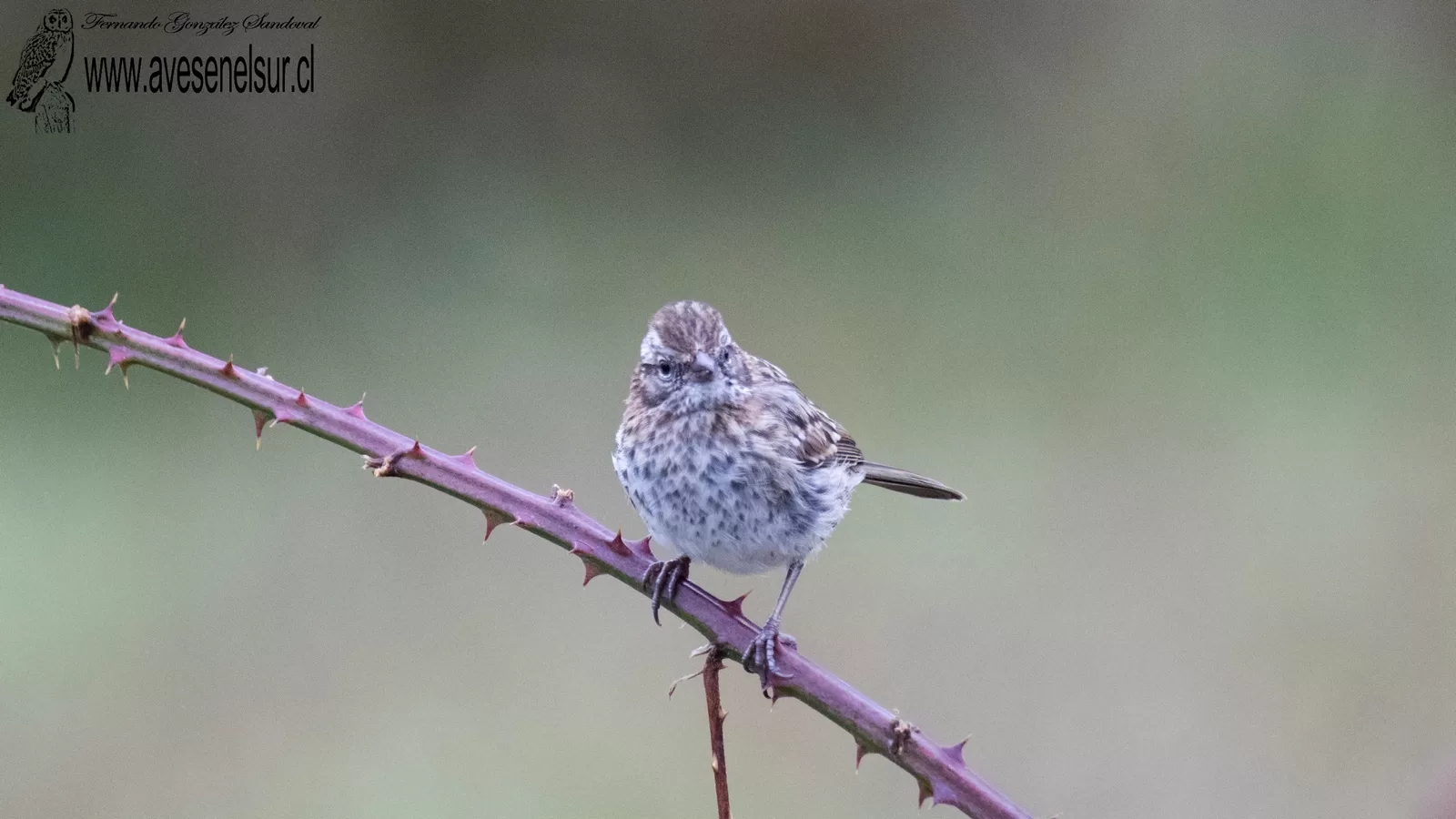Chincol - Zonotrichia capensis (Muller,PLS) 1776