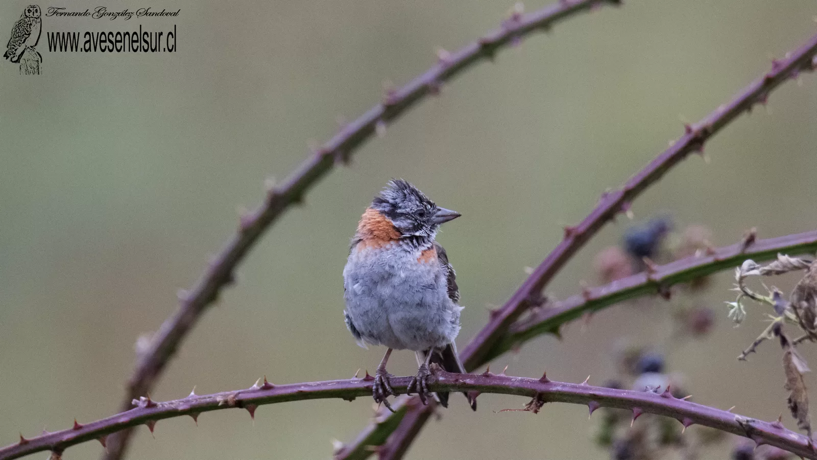 Chincol - Zonotrichia capensis (Muller,PLS) 1776