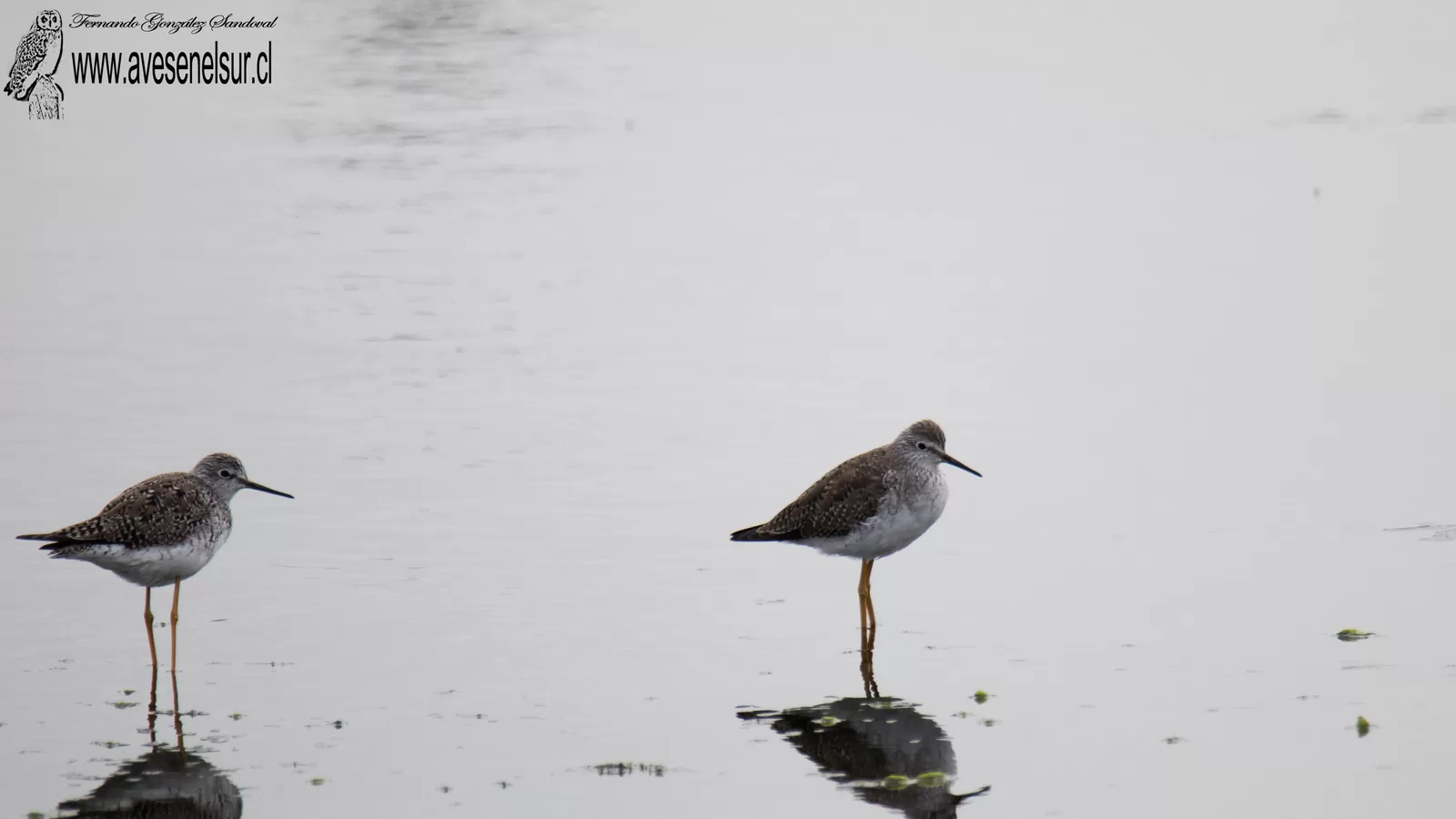Pitotoy chico - Tringa flavipes (Gmelin) 1789