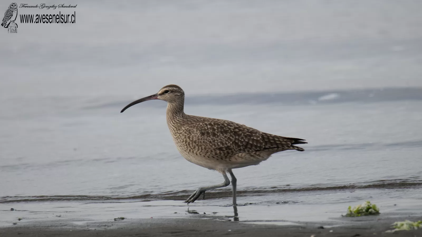 Zarapito - Numenius phaeopus (Linnaeus) 1758