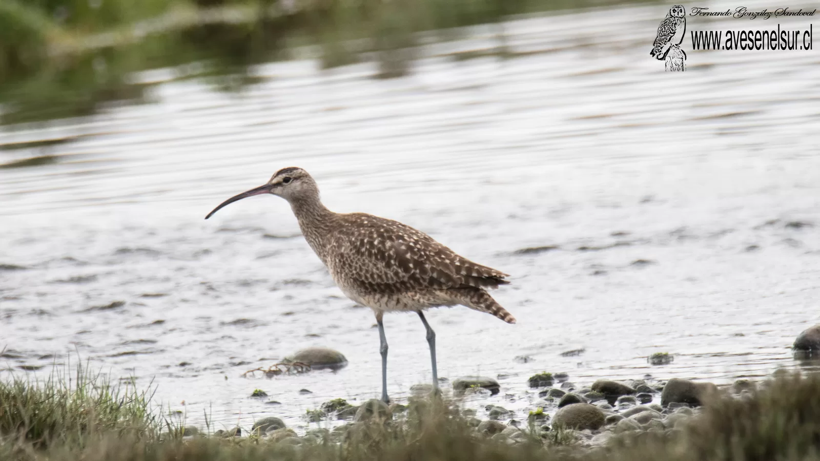 Zarapito - Numenius phaeopus (Linnaeus) 1758
