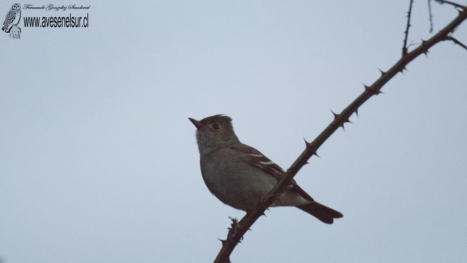 Fío-fío - Elaenia albiceps Hellmayr 1927