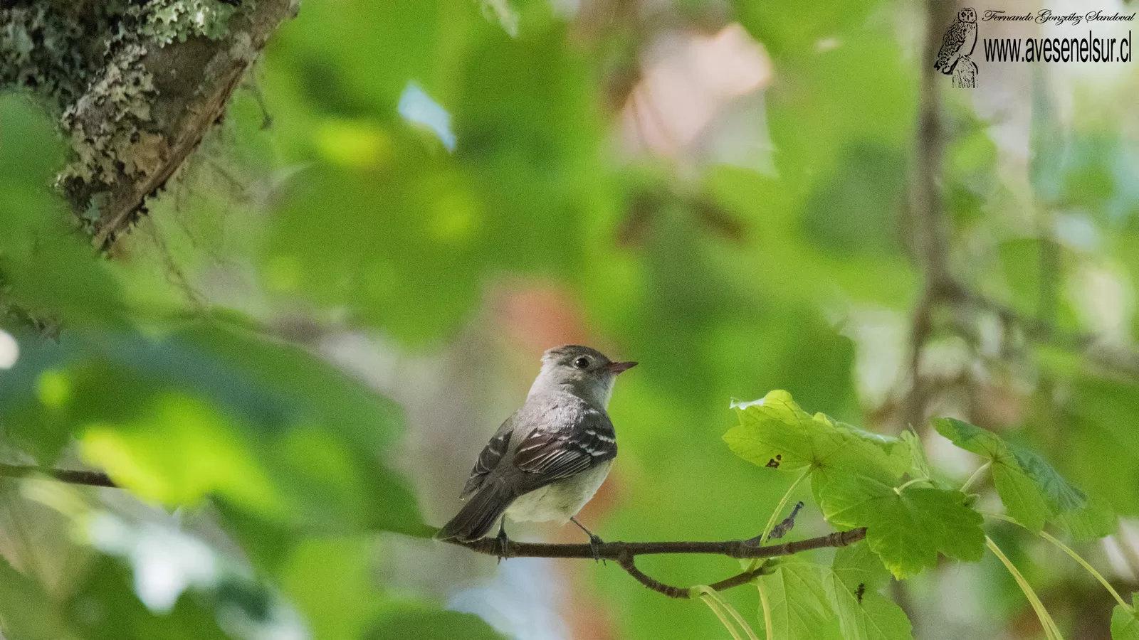 Fío-fío - Elaenia albiceps Hellmayr 1927