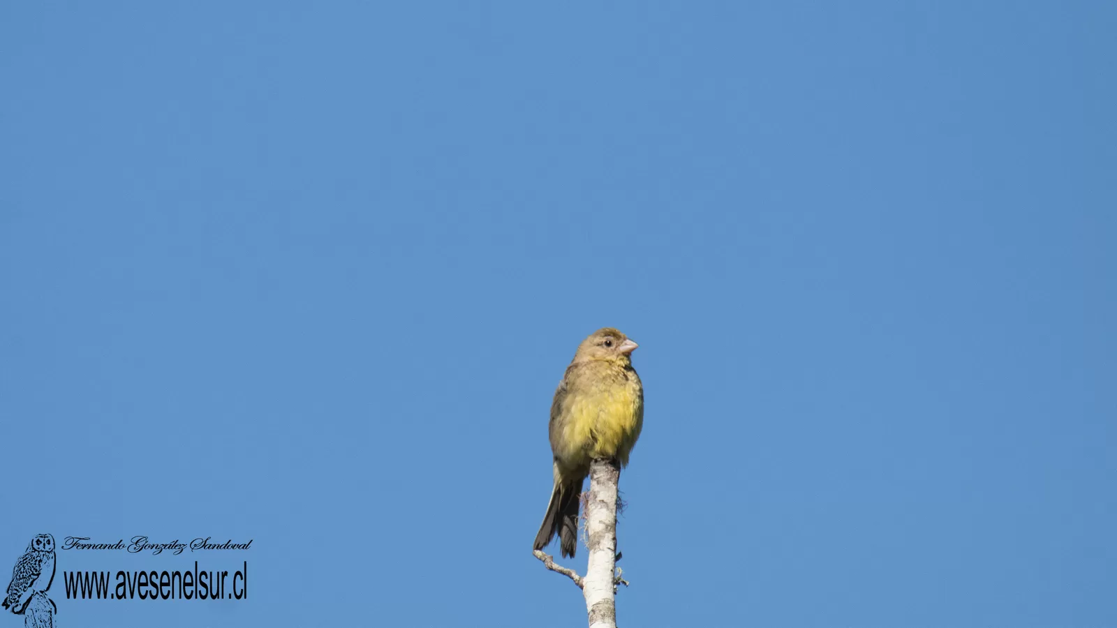 Chirihue - Sicalis luteola (Sparrman) 1789