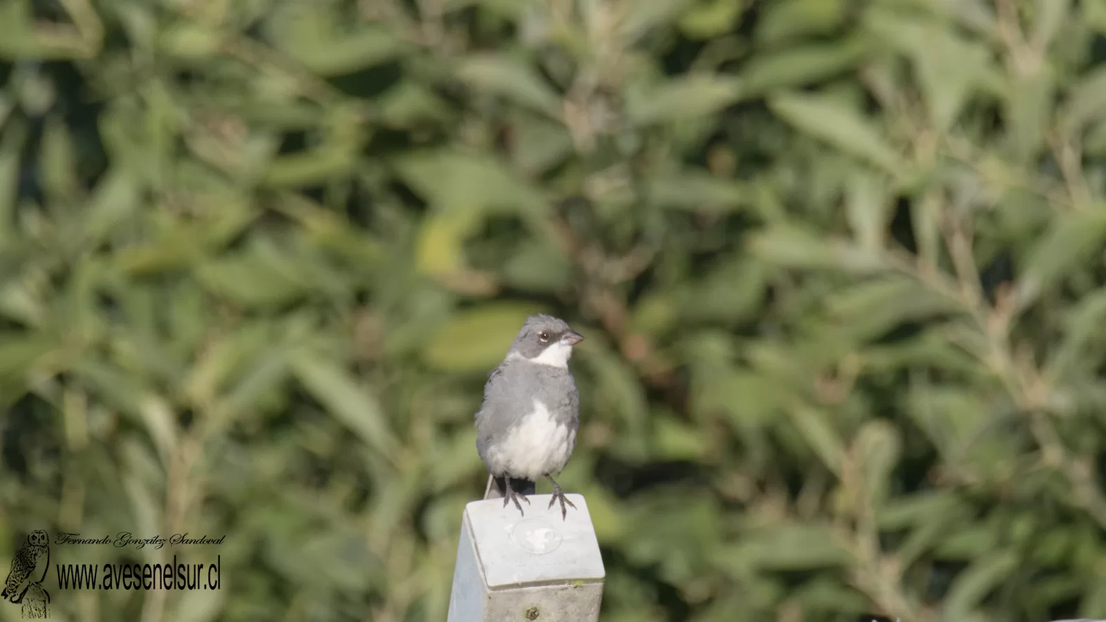 Diuca - Diuca diuca (Molina) 1782