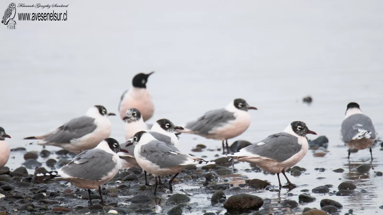 Gaviota de Franklin - Leucophaeus pipixcan (Wagler) 1831