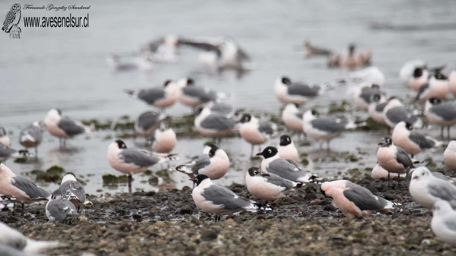 Gaviota de Franklin - Leucophaeus pipixcan (Wagler) 1831