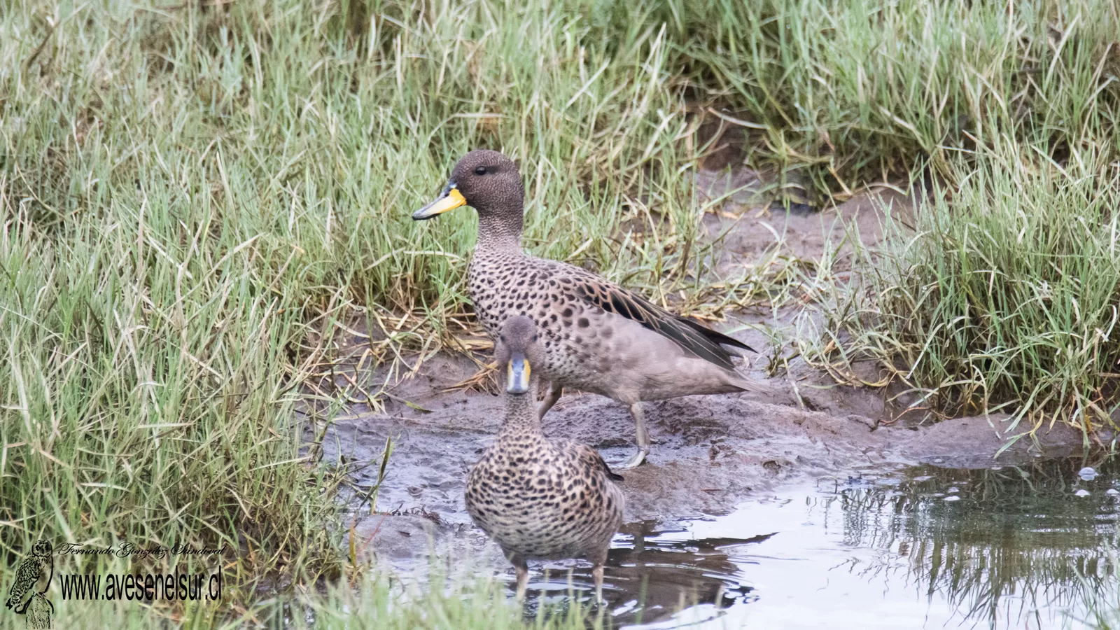 Pato jergón chico - Anas flavirostris Vieillot, 1816