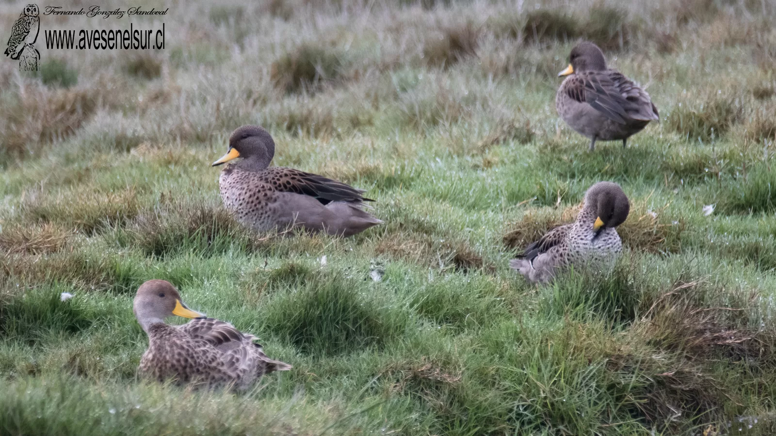 Pato jergón chico - Anas flavirostris Vieillot, 1816